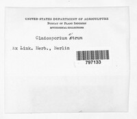 Cladosporium atrum image